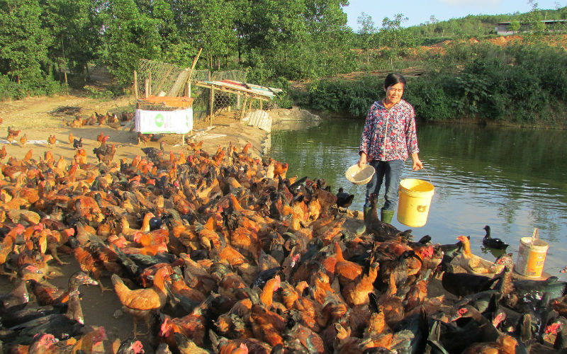 Trong những nghề làm giàu ở nông thôn thì chăn nuôi gà luôn cho hiệu quả cao