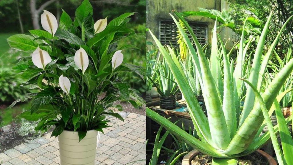 Làm giàu tại nông thôn với trồng cây cảnh, cây phong thủy
